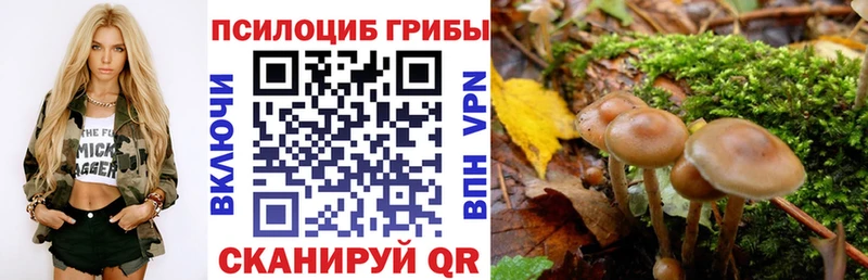 купить наркотик  Мглин  Галлюциногенные грибы Psilocybe 